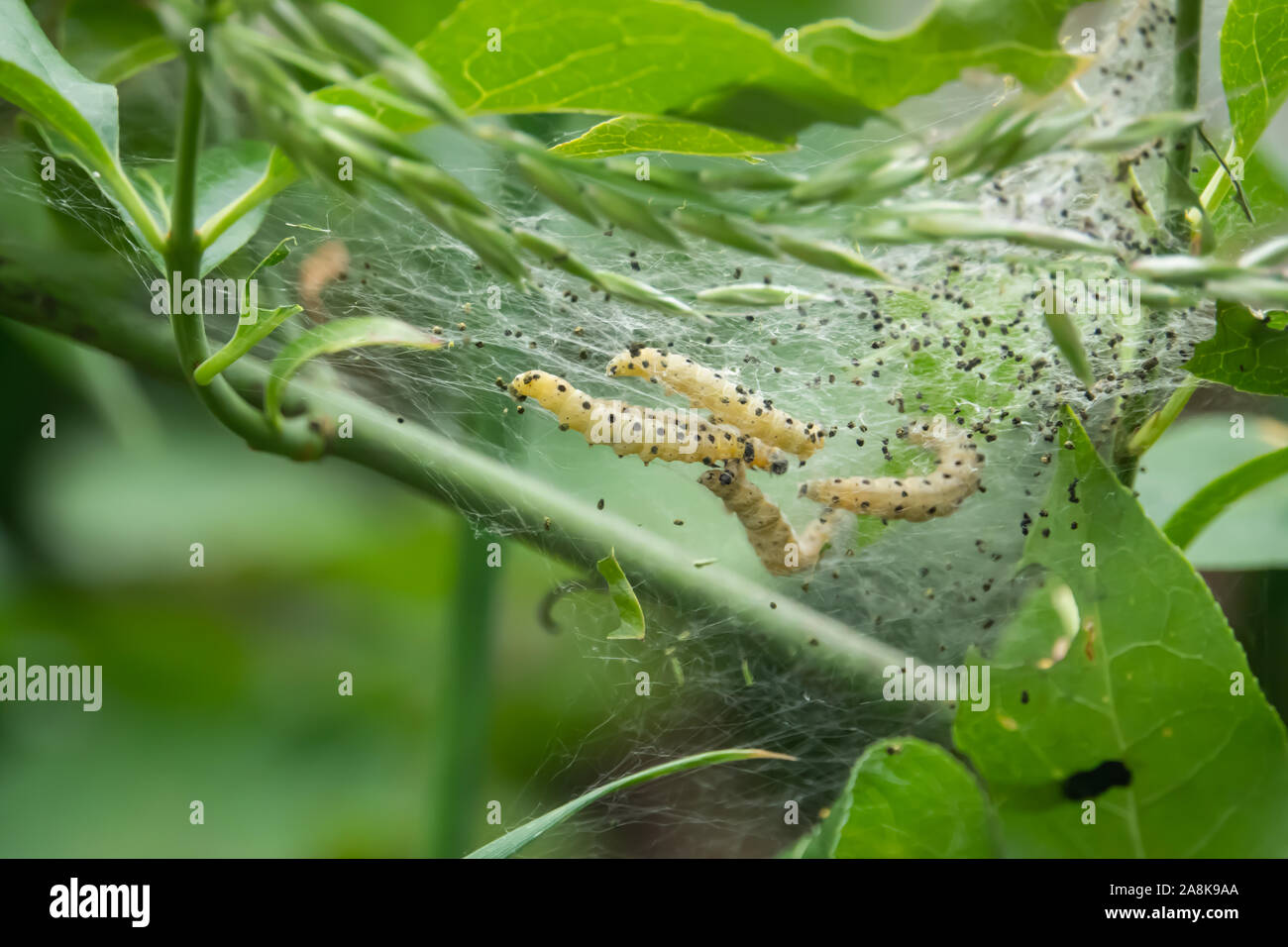 Yponomeuta Moth Caterpillars in Nest in Springtime Stock Photo