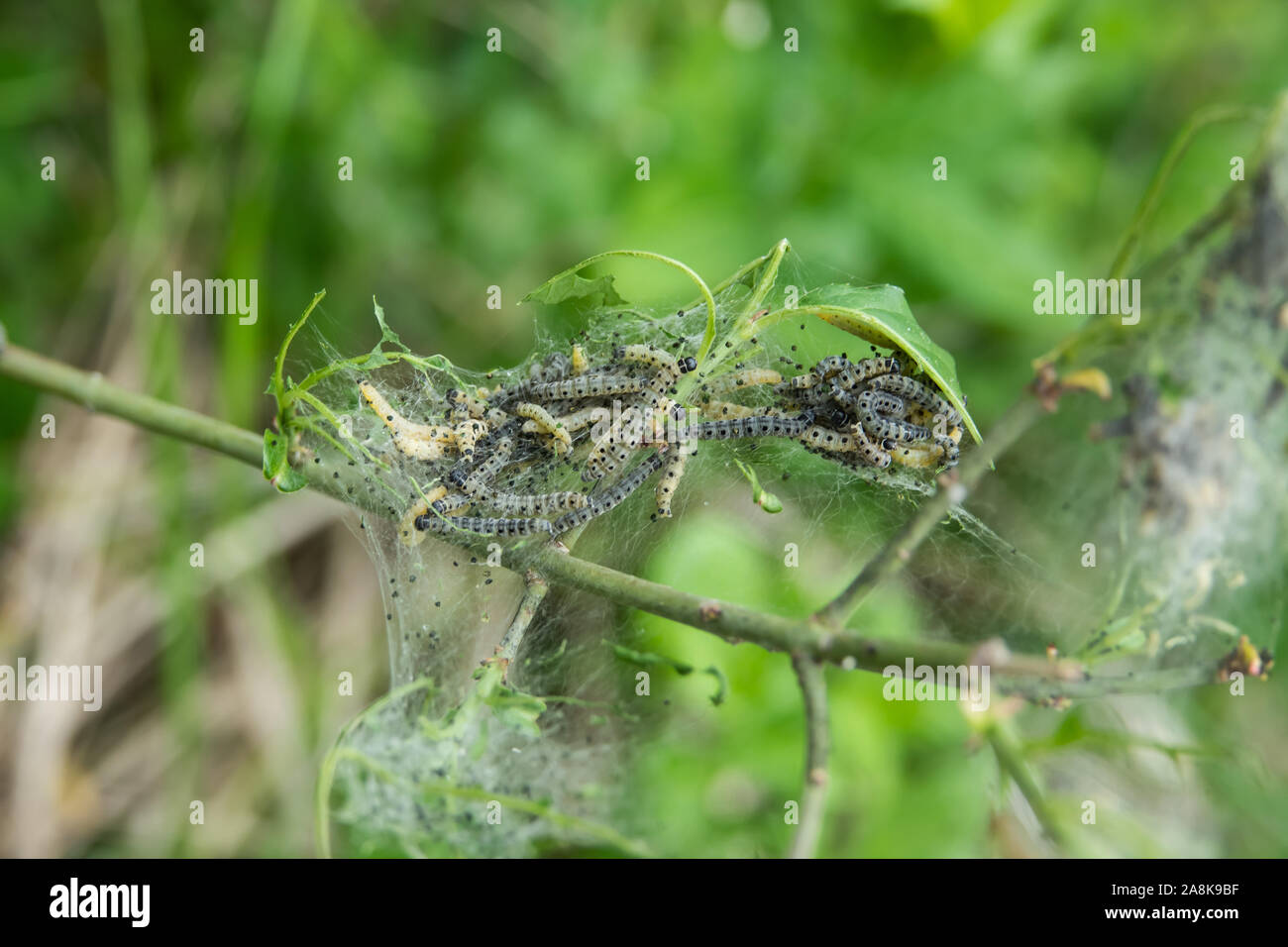 Moth nest hi-res stock photography and images - Alamy