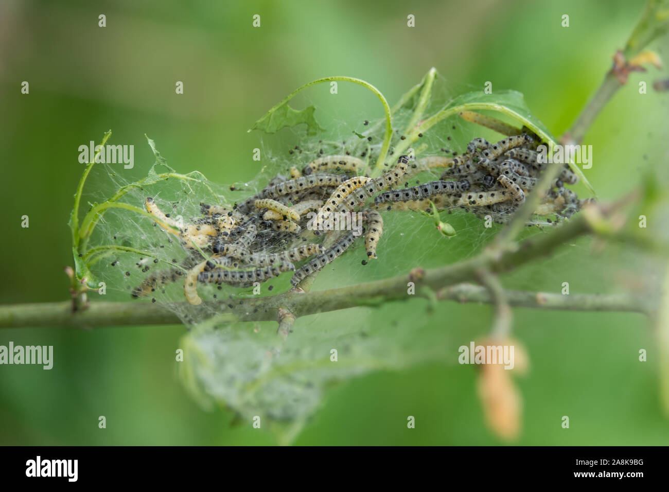 Yellow and black caterpillars hi-res stock photography and images - Alamy