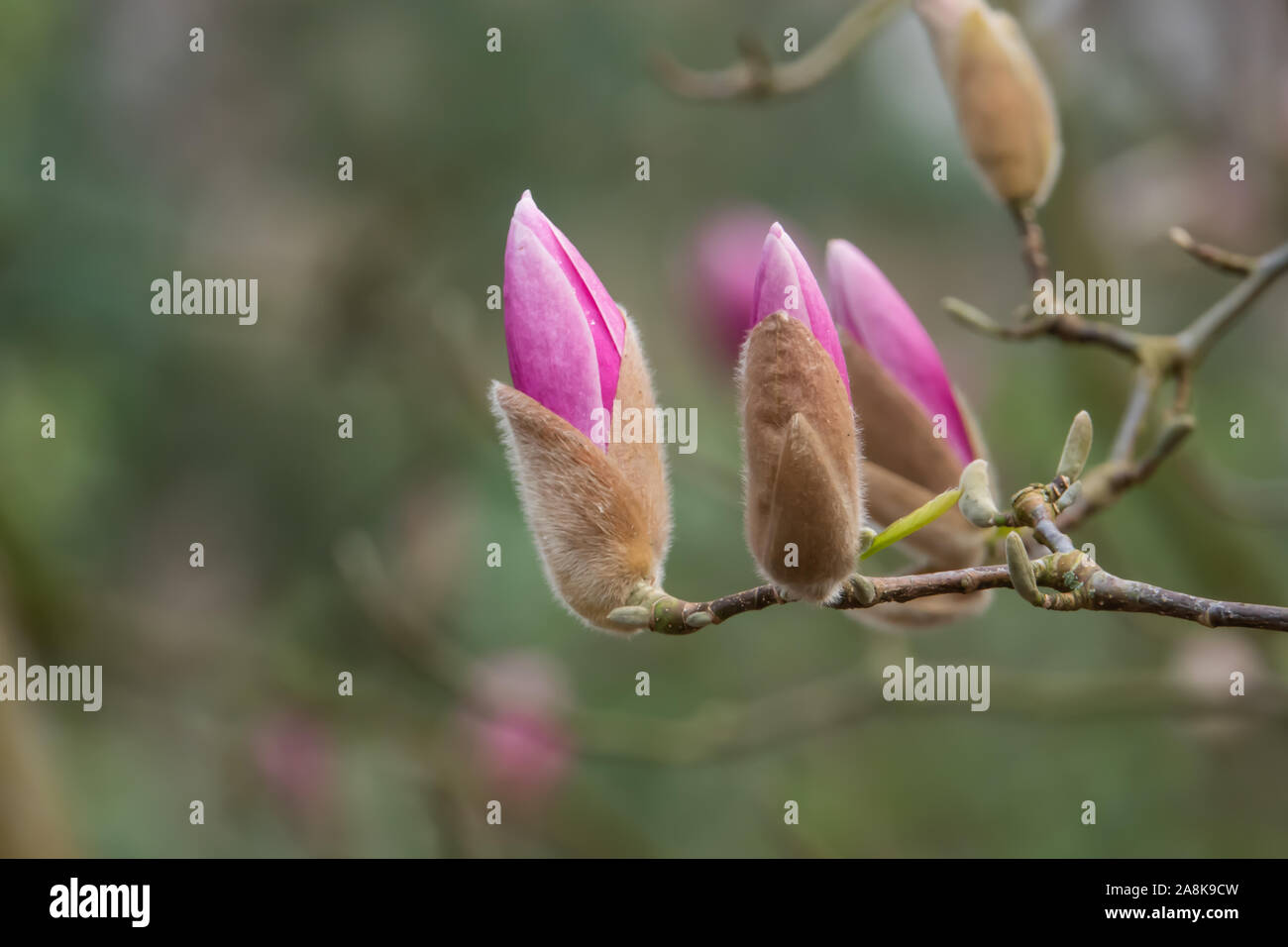 Yulan Magnolia Flower Buds Opening in Winter Stock Photo Alamy