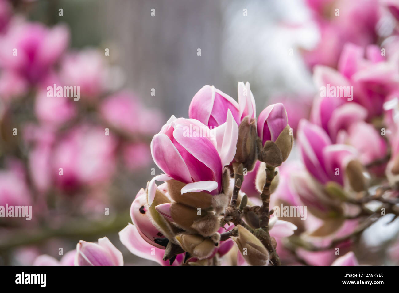 Yulan Magnolia Flower Buds Opening in Winter Stock Photo Alamy