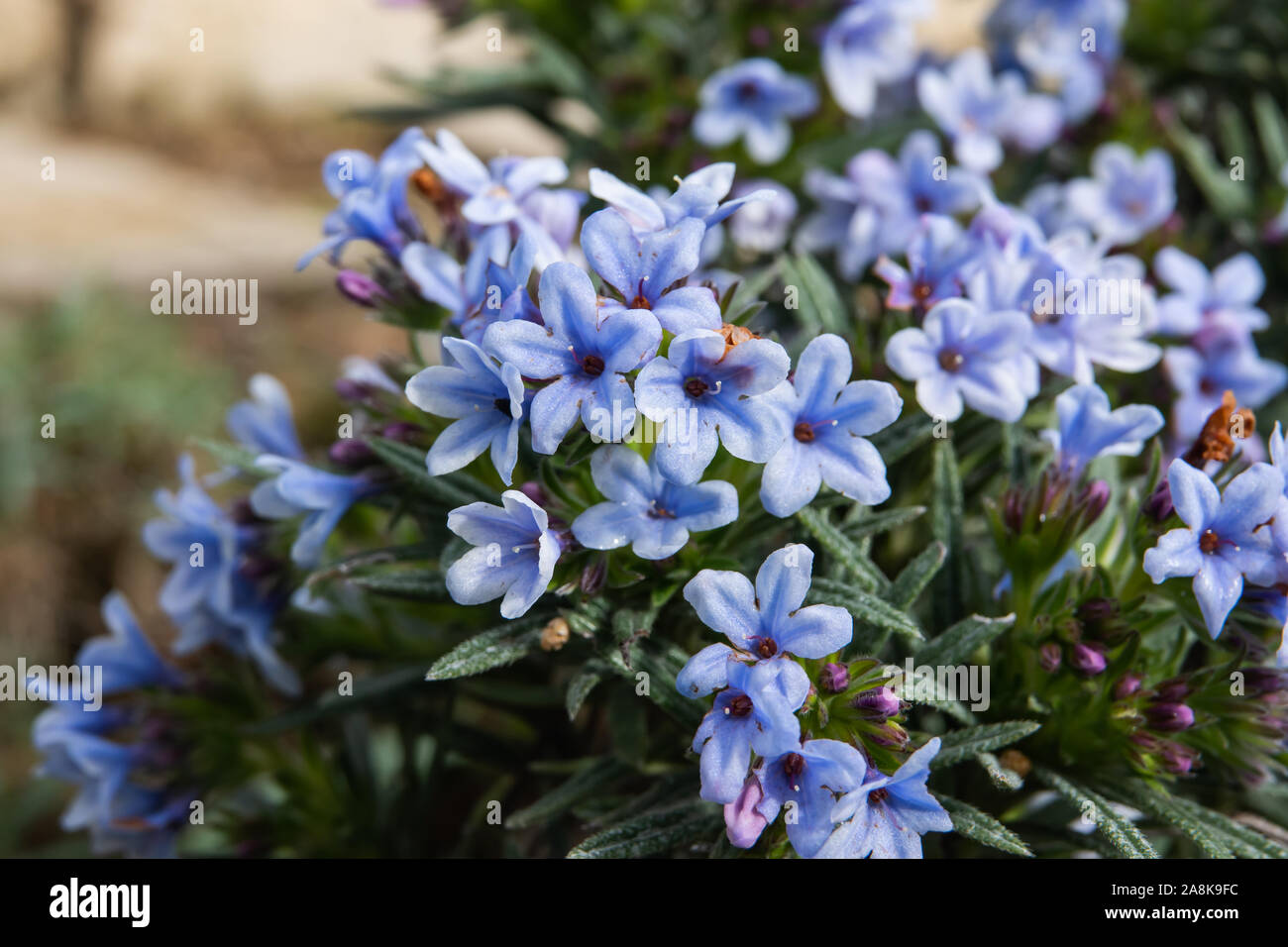 Zahn's Gromwell Flowers in Bloom in Winter Stock Photo