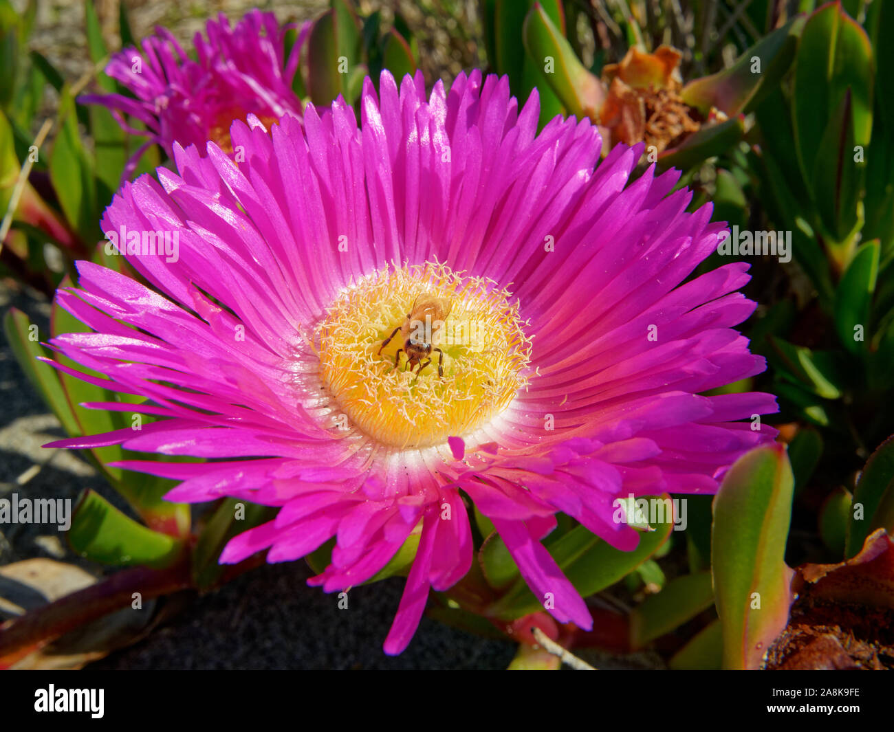 Honey bee on a Hottentot-fig flower. It is a ground-creeping plant with succulent leaves in the genus Carpobrotus, native to South Africa. Stock Photo
