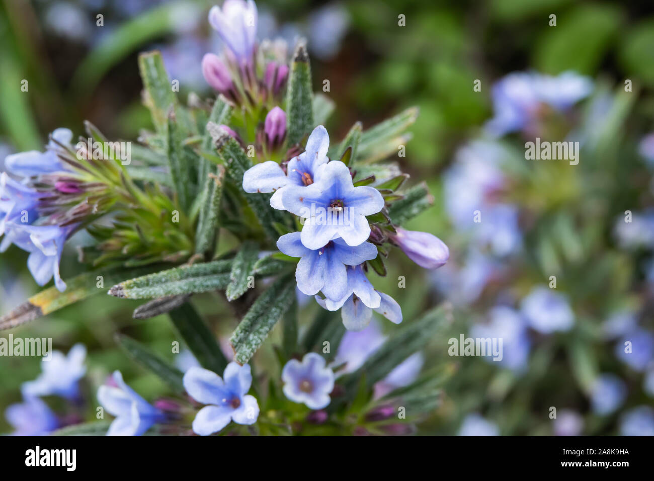 Zahn's Gromwell Flowers in Bloom in Winter Stock Photo