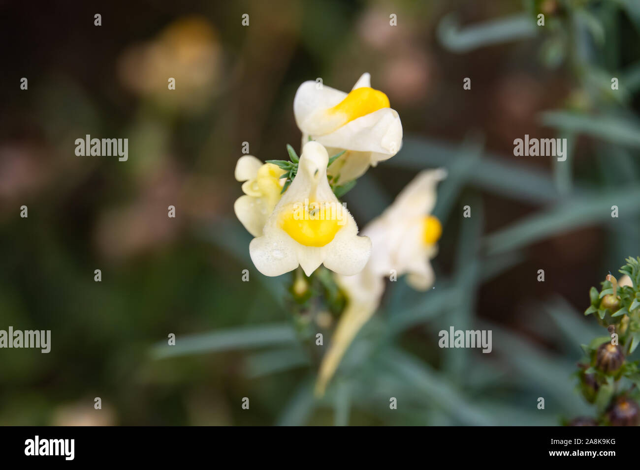 Common Toadflax Flowers in Bloom in Autumn Stock Photo