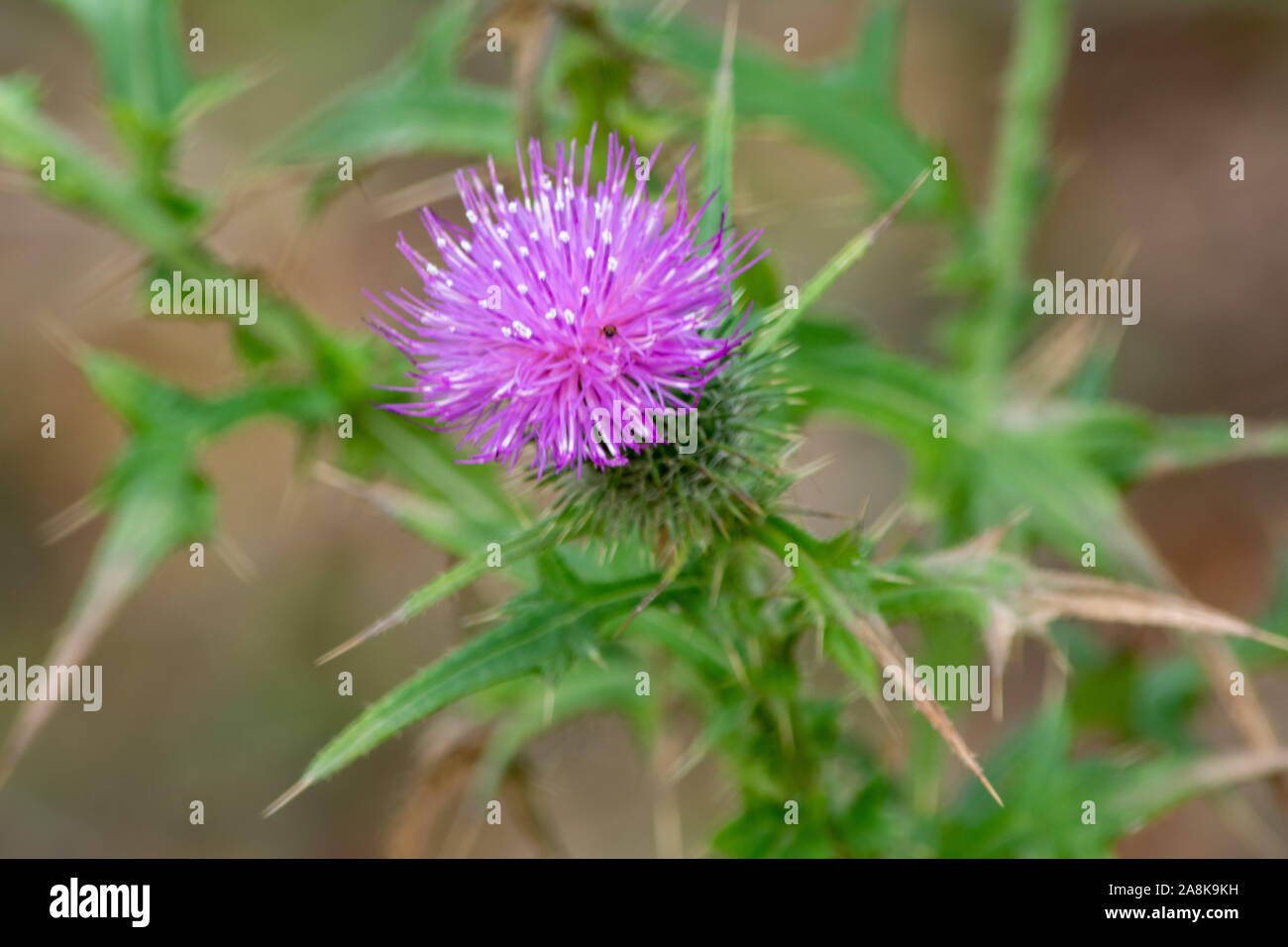 Pasture weed, Spear or Scotch Thistle flower, mauve pink floret with spiky pointy bracts, Australia Stock Photo