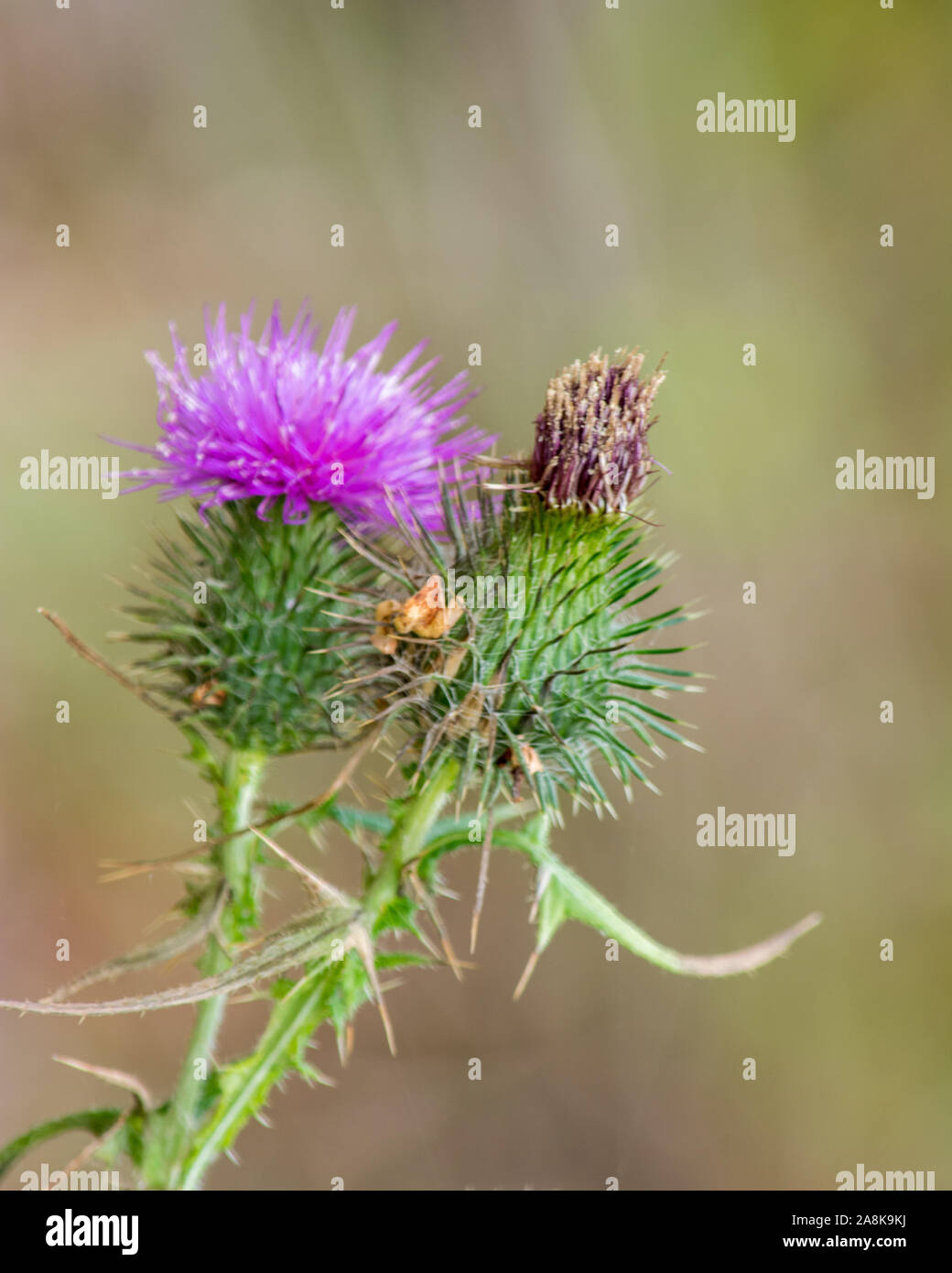 Pasture weed, Spear or Scotch Thistle, mauve pink floret with spiky bracts, Australia Stock Photo