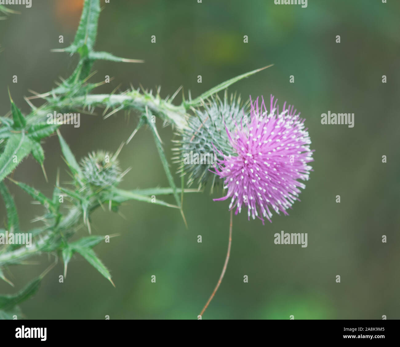 Spear or Scotch Thistle plant, pointy pink or mauve flower, Australia Stock Photo
