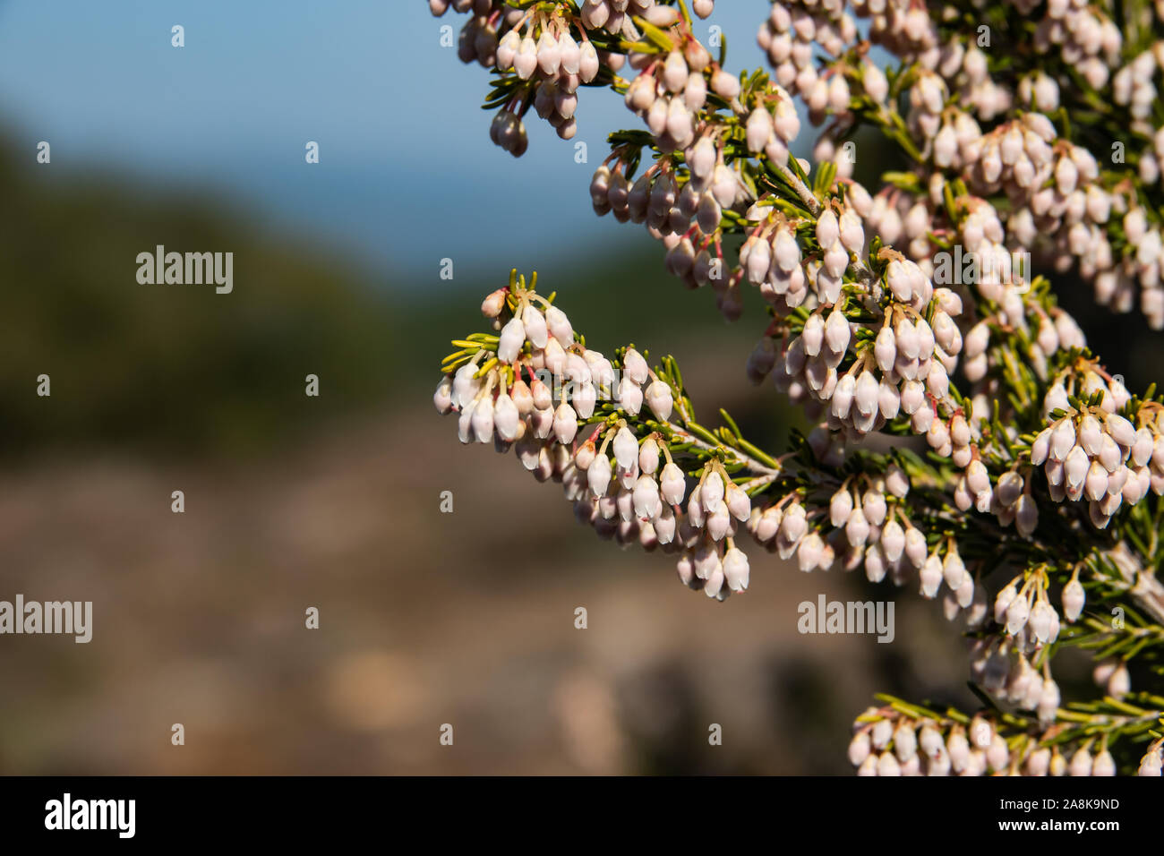 Heath tree erica arborea hi-res stock photography and images - Alamy