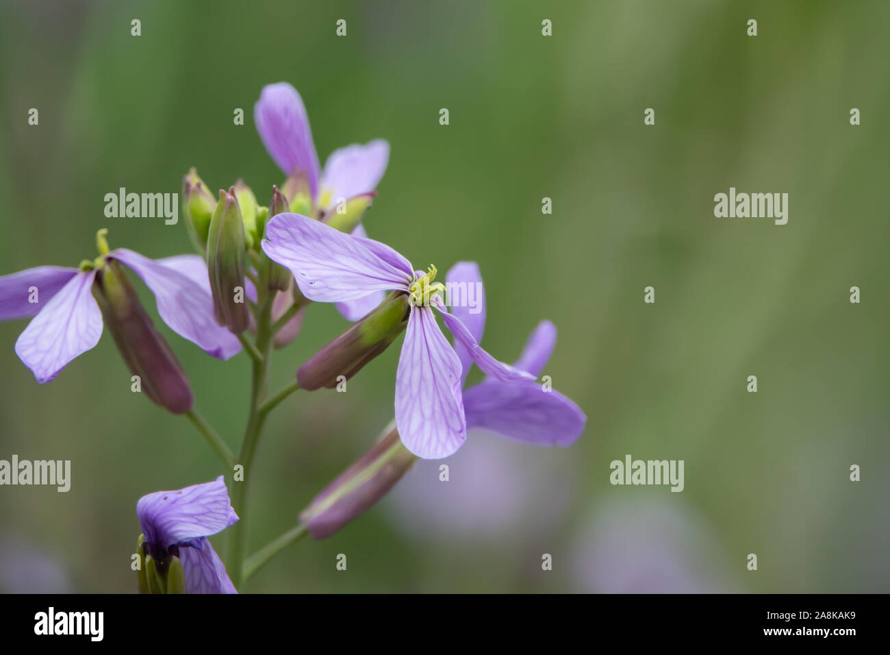 Violet Cabbage Flowers in Bloom in Springtime Stock Photo