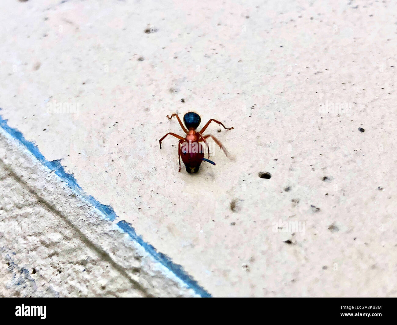 Florida carpenter ant hires stock photography and images Alamy