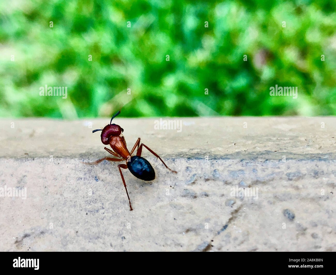 large Florida carpenter ant Camponotus floridanus Stock Photo Alamy