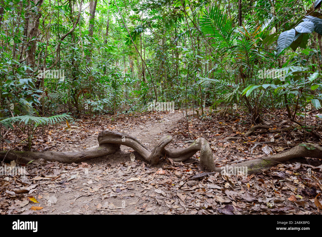 Twisted vine across a walking track, Cape Tribulation, Wet Tropics, Far North Queensland, QLD, FNQ, Australia Stock Photo