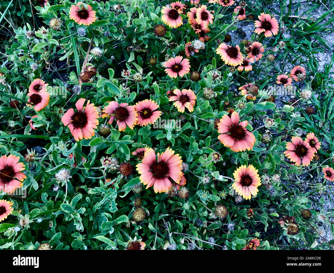 Orange Blossom Florida High Resolution Stock Photography And Images Alamy