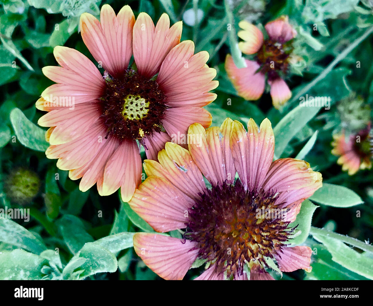 red, orange and yellow sunflower in south florida by the beach Stock Photo