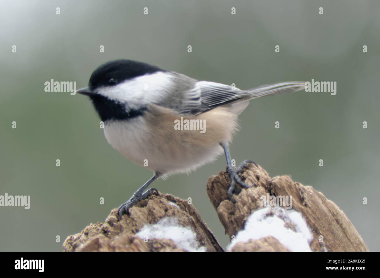 Black-capped Chickadee (Poecile atricapillus) in Winter standing on a stump Stock Photo