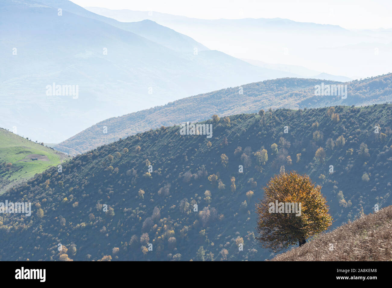 Stunning autumn nature landscape with a single tree at foreground, Arial perspective mist in the background. Horizontal shot Stock Photo