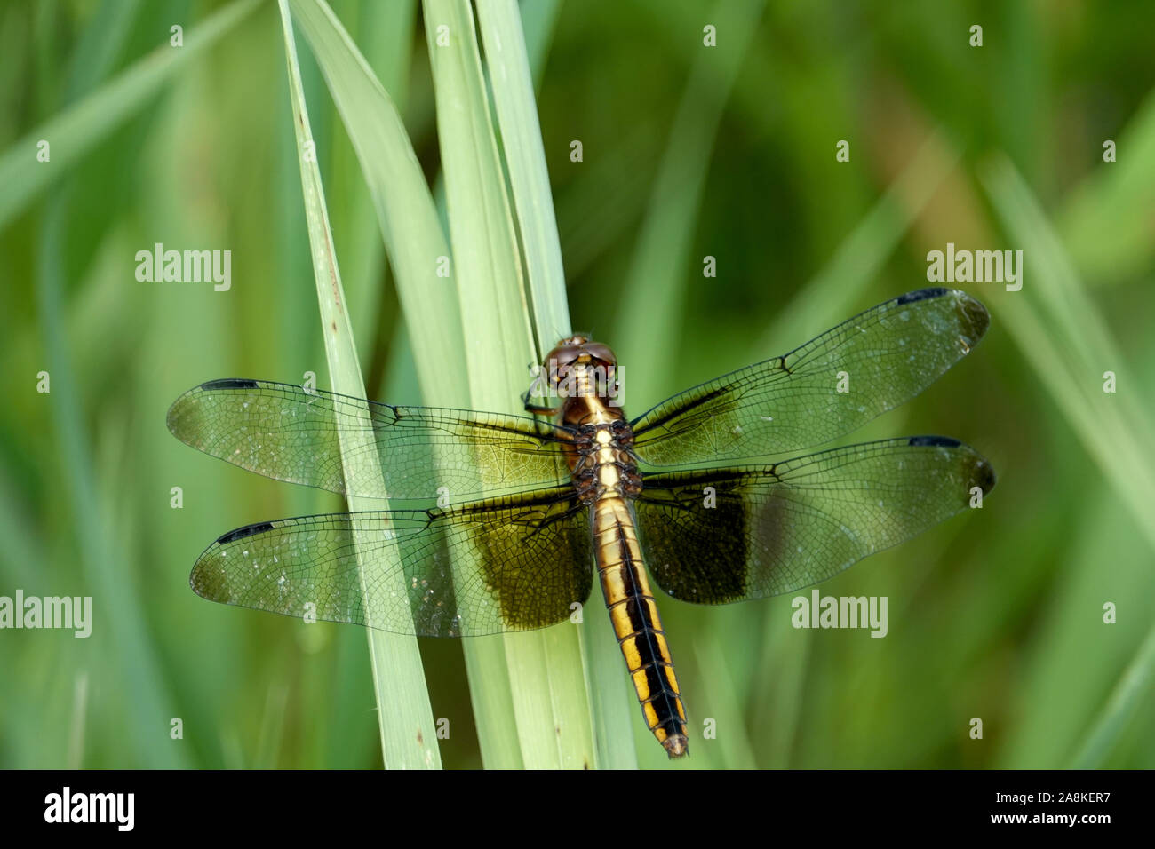 Widow Skimmer Dragonfly Perched on Leaf Stock Photo