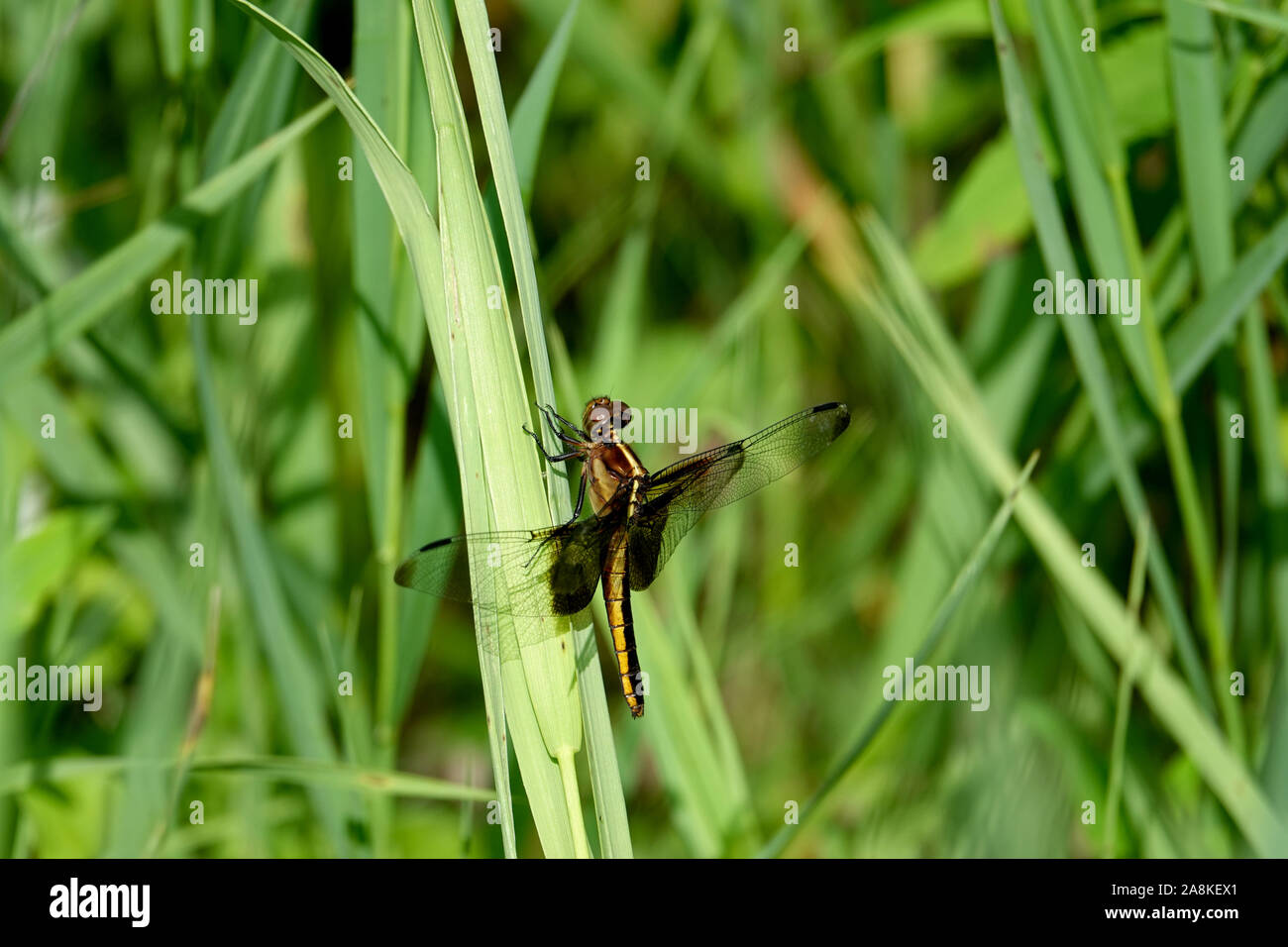 Widow Skimmer Dragonfly Perched on Leaf Stock Photo