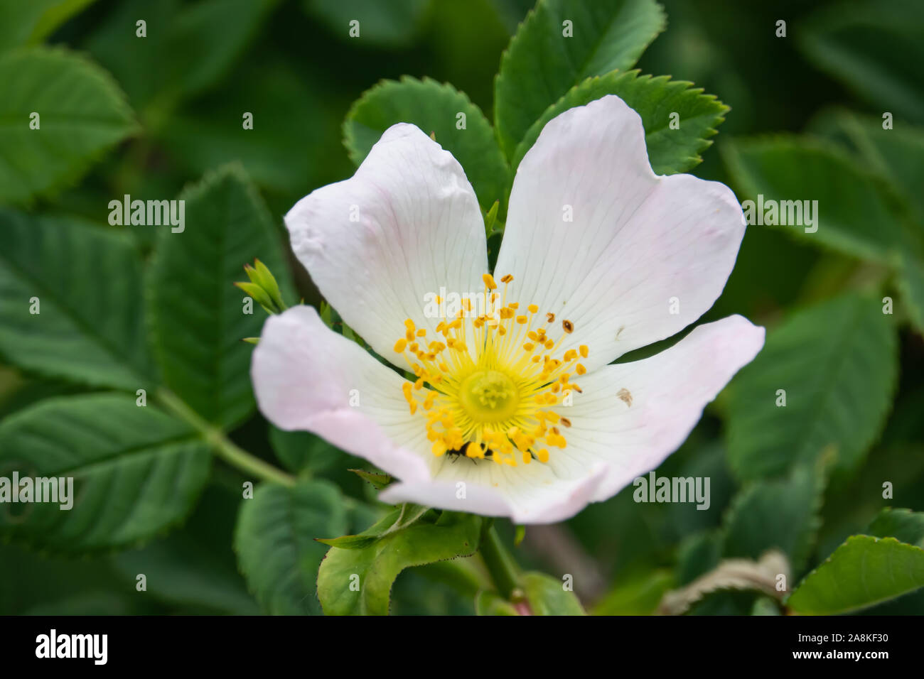 White wild rose hi-res stock photography and images - Alamy