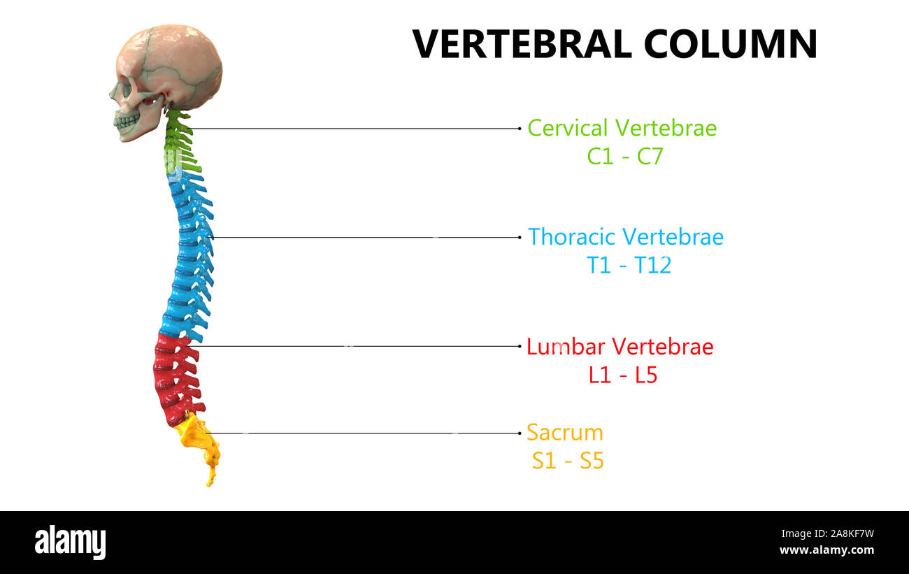 Vertebral Column of Human Skeleton System Anatomy Stock Photo