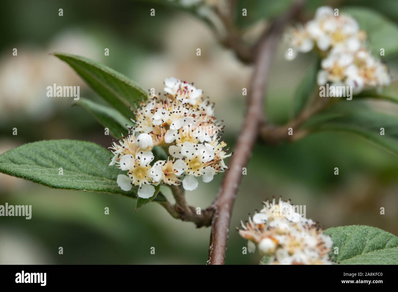 Willow Leaved Cotoneaster Flowers in Bloom in Springtime Stock Photo