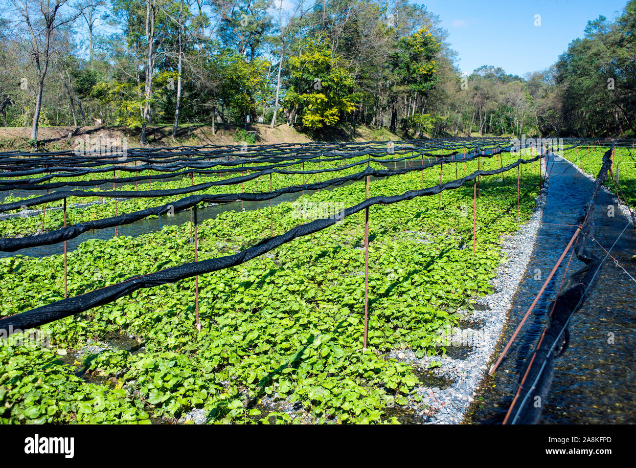 Daio Wasabi Farm in Azumino, Nagano, Japan Stock Photo Alamy