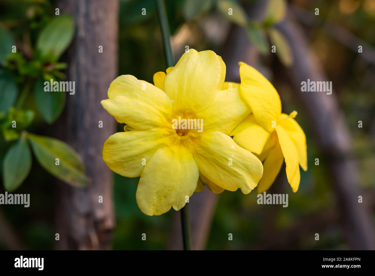 Winter Jasmine Flowers in Bloom in Winter Stock Photo Alamy