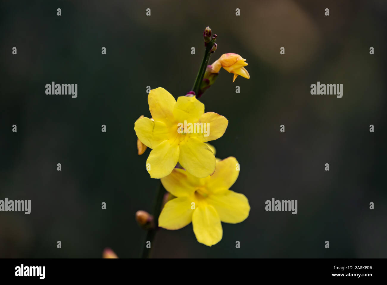 Winter Jasmine Flowers in Bloom in Winter Stock Photo Alamy