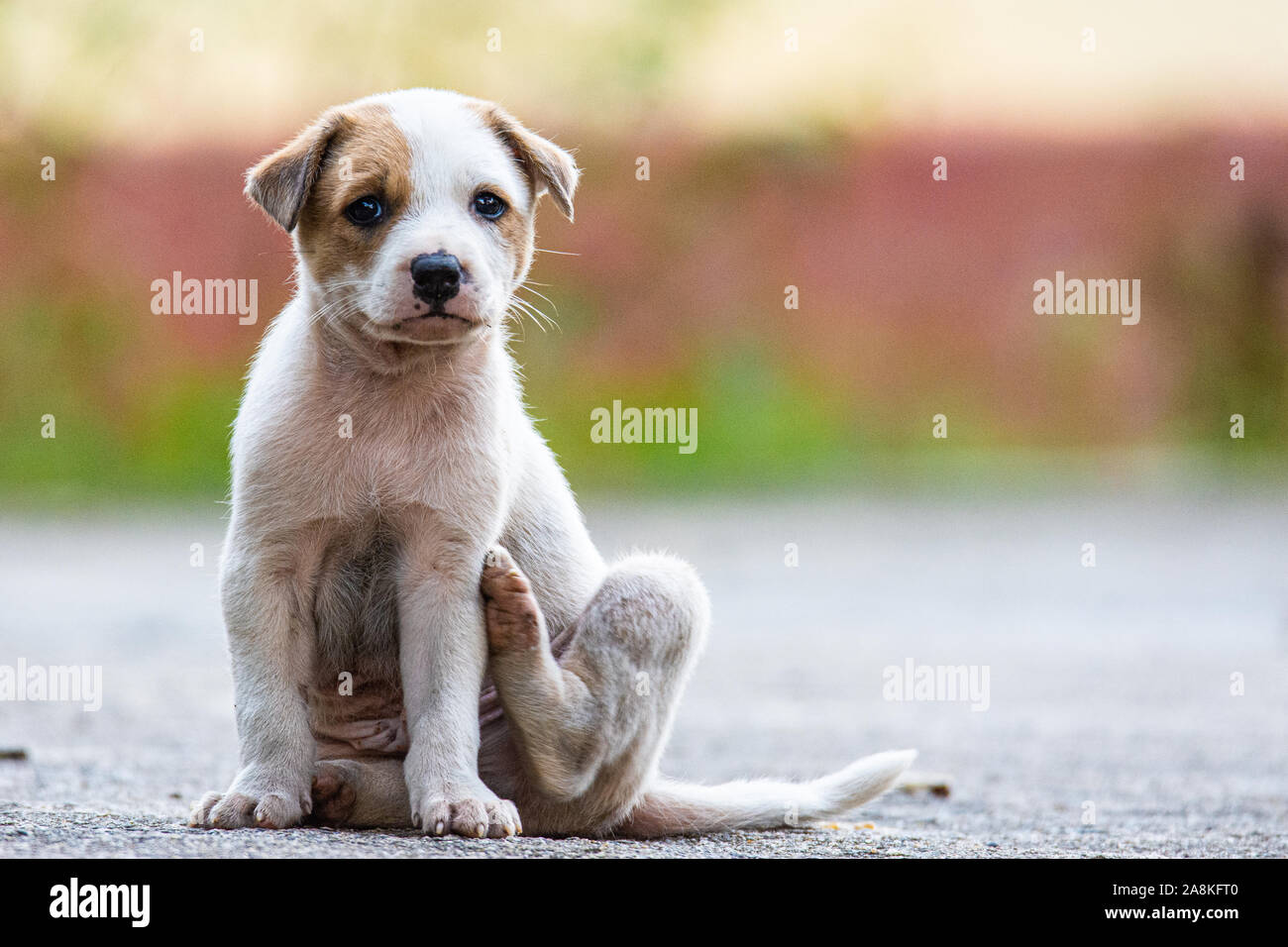 Chubby Puppy High Resolution Stock Photography And Images Alamy
