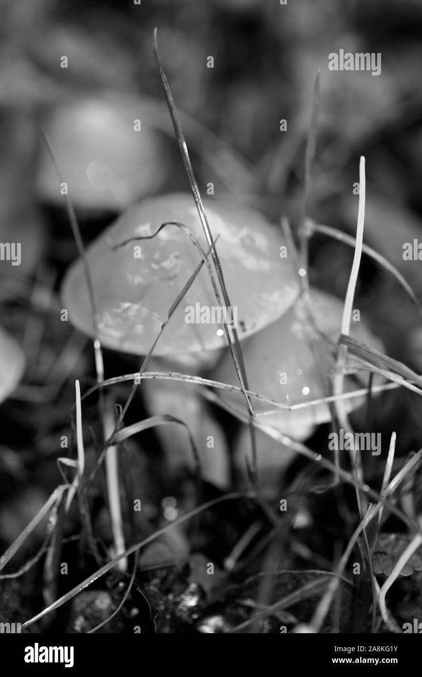 Wild mushrooms black and white edit macro background fifty megapixels Stock Photo
