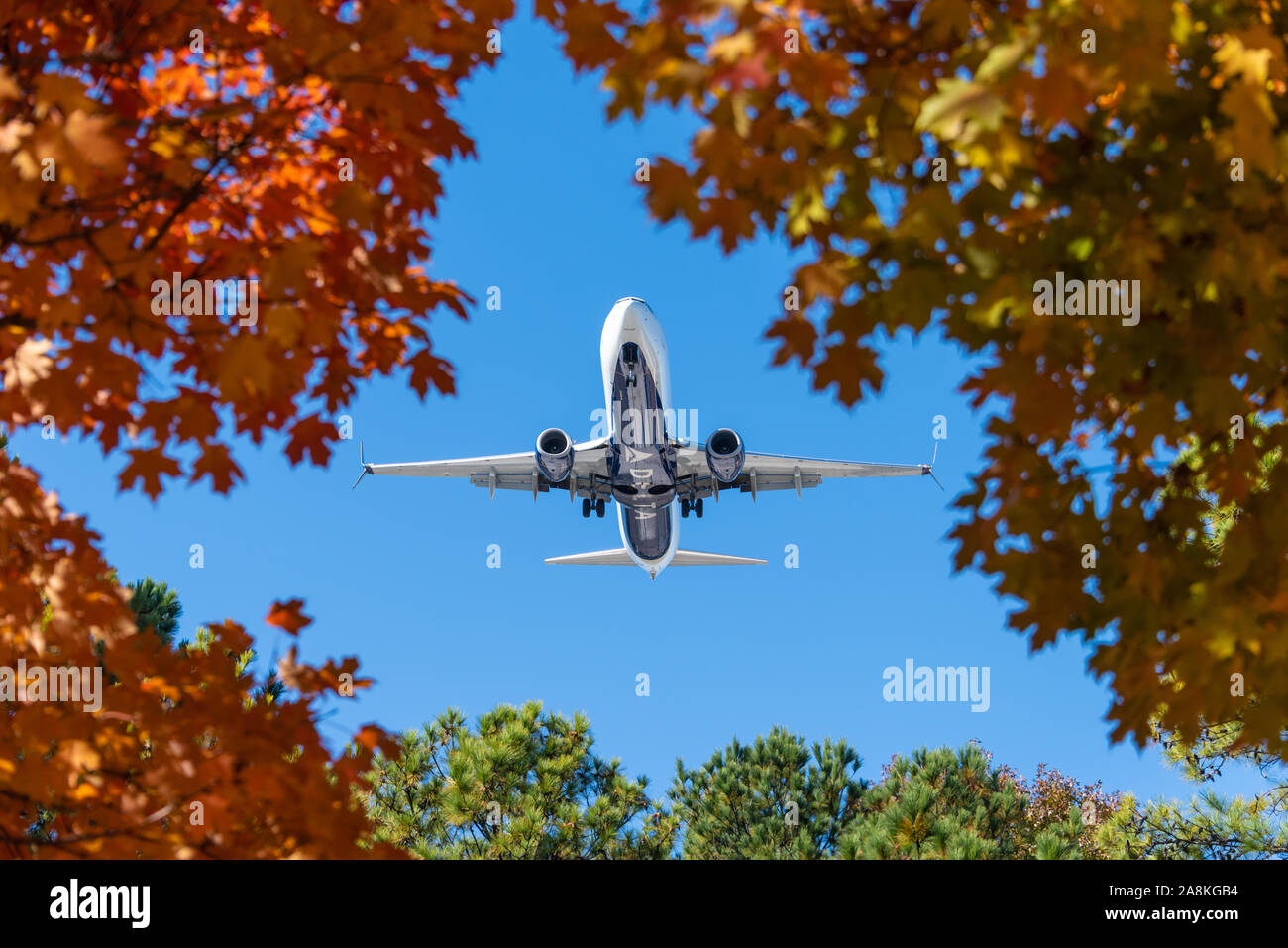 Delta Air Lines jet (Boeing 737-900) overhead, seen through vivid autumn leaves on the aircraft's approach to Atlanta International Airport. (USA) Stock Photo