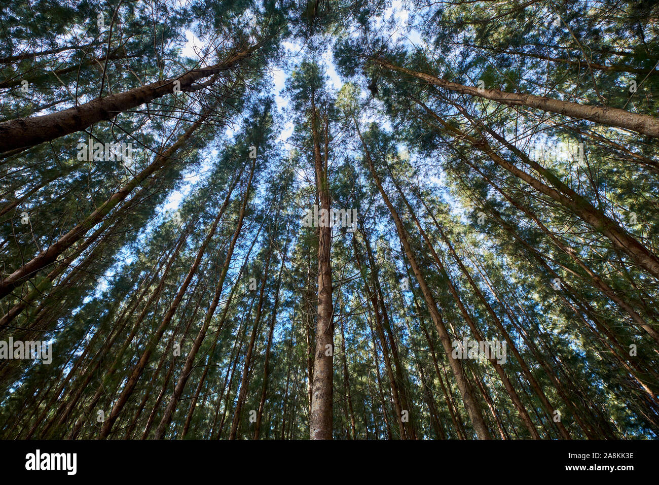 Looking up through a grid of pine trees at the beach near Kota Bharu. In Kelantan, Malaysia. Stock Photo