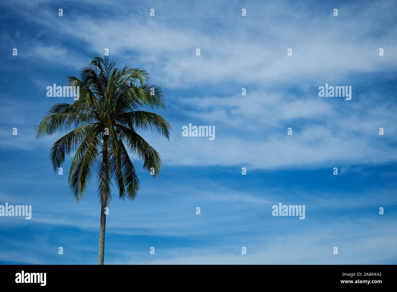 Kota solo hires stock photography and images Alamy