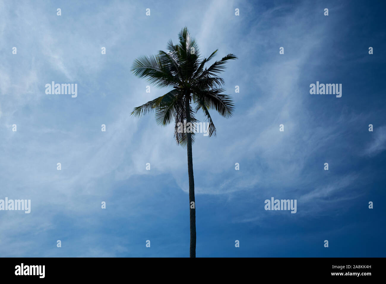 A lone coconut palm tree against blue sky at the beach next to the