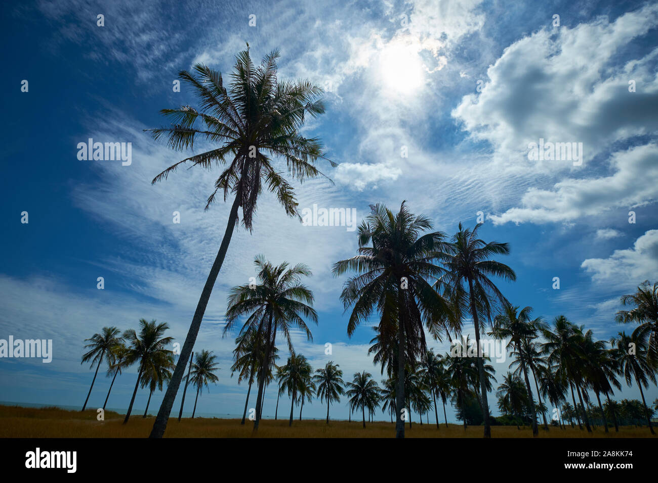 A group of coconut palm trees against blue sky at the beach next to the