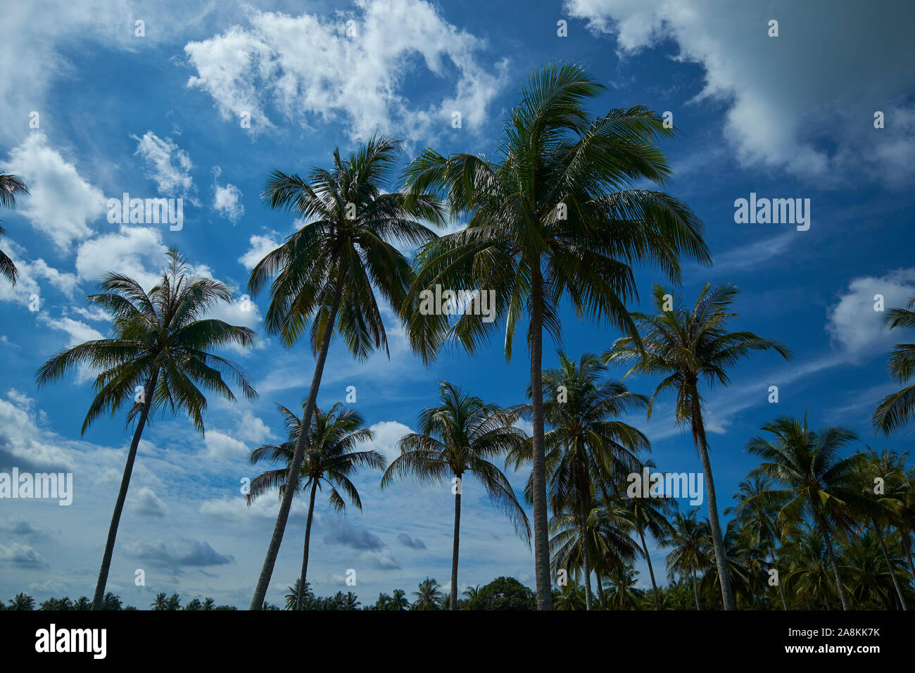 Coconut Palm Trees In A Grove High Resolution Stock Photography and