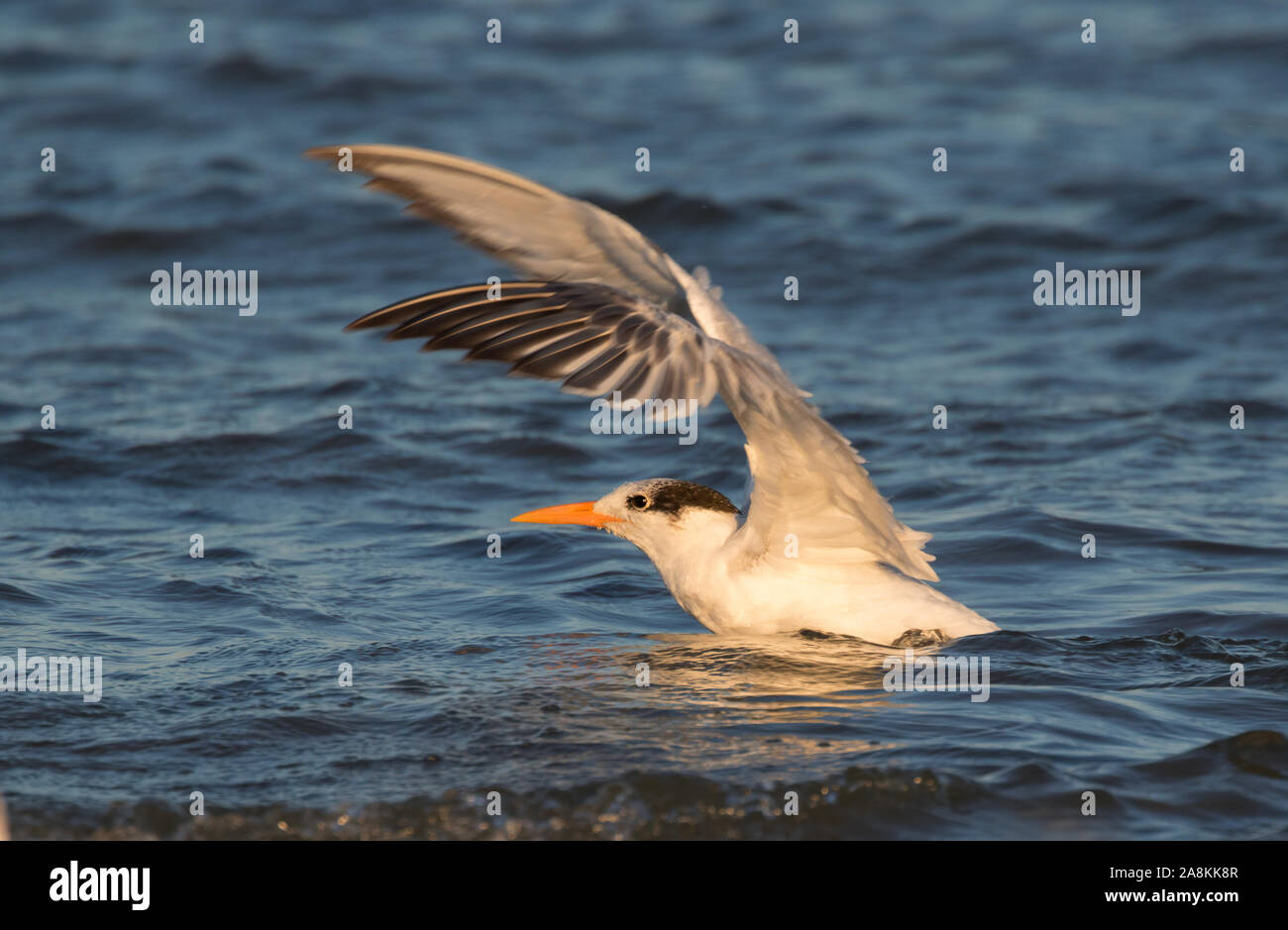 The royal tern (Sterna maxima) swimming in the ocean, Galveston, Texas