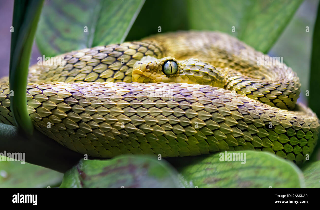 African green leaf viper (Atheris squamigera) in the bush Stock Photo