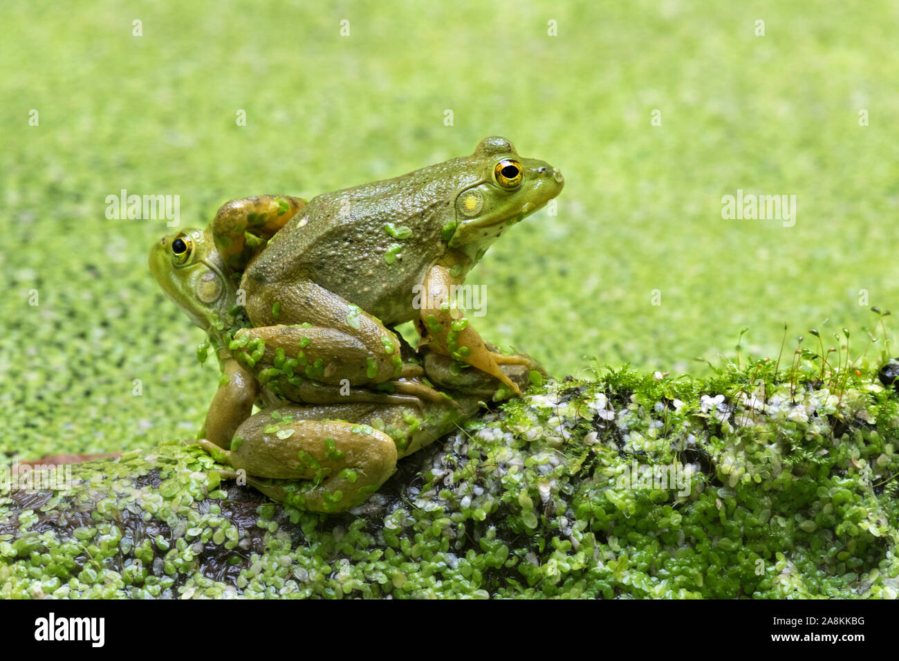 American bullfrog (Lithobates catesbeianus) sitting in the water, Iowa, USA Stock Photo