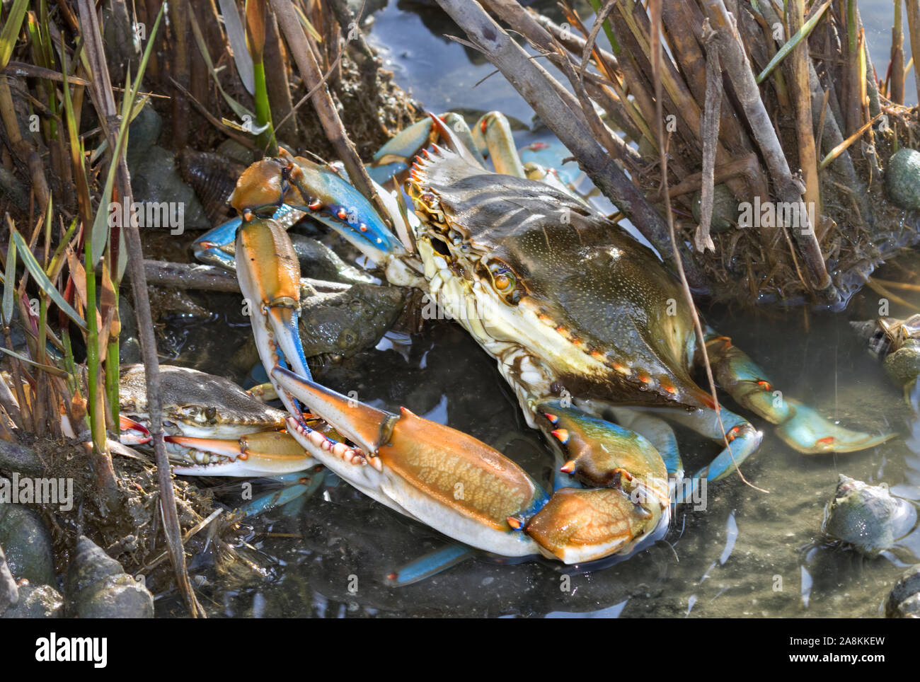 Blue crabs (Callinectes sapidus) hiding in the wetland grass, Texas, Galveston Stock Photo