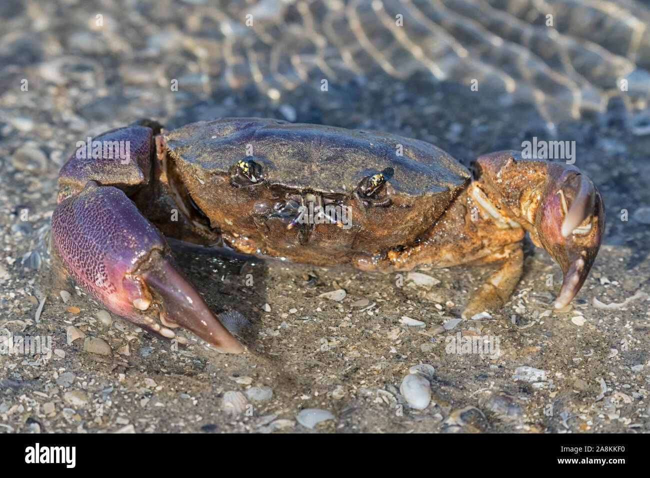 Gulf Stone Crab (Menippe adina) close up, Galveston, Texas, USA Stock