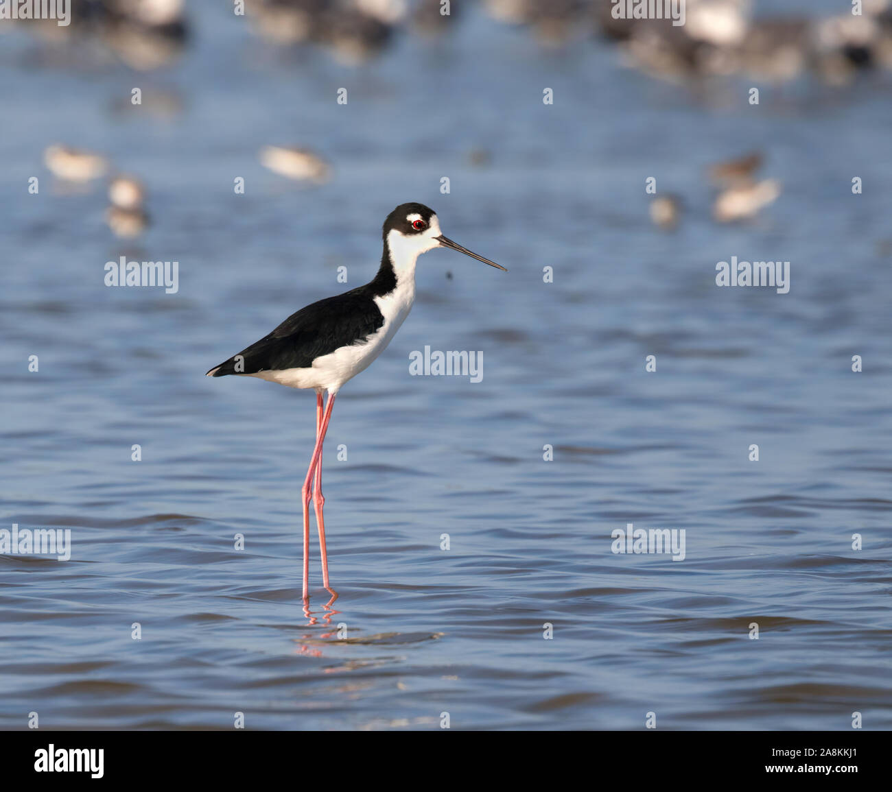 The black-necked stilts (Himantopus mexicanus) on the blue water background, Galveston, Texas, USA. Stock Photo