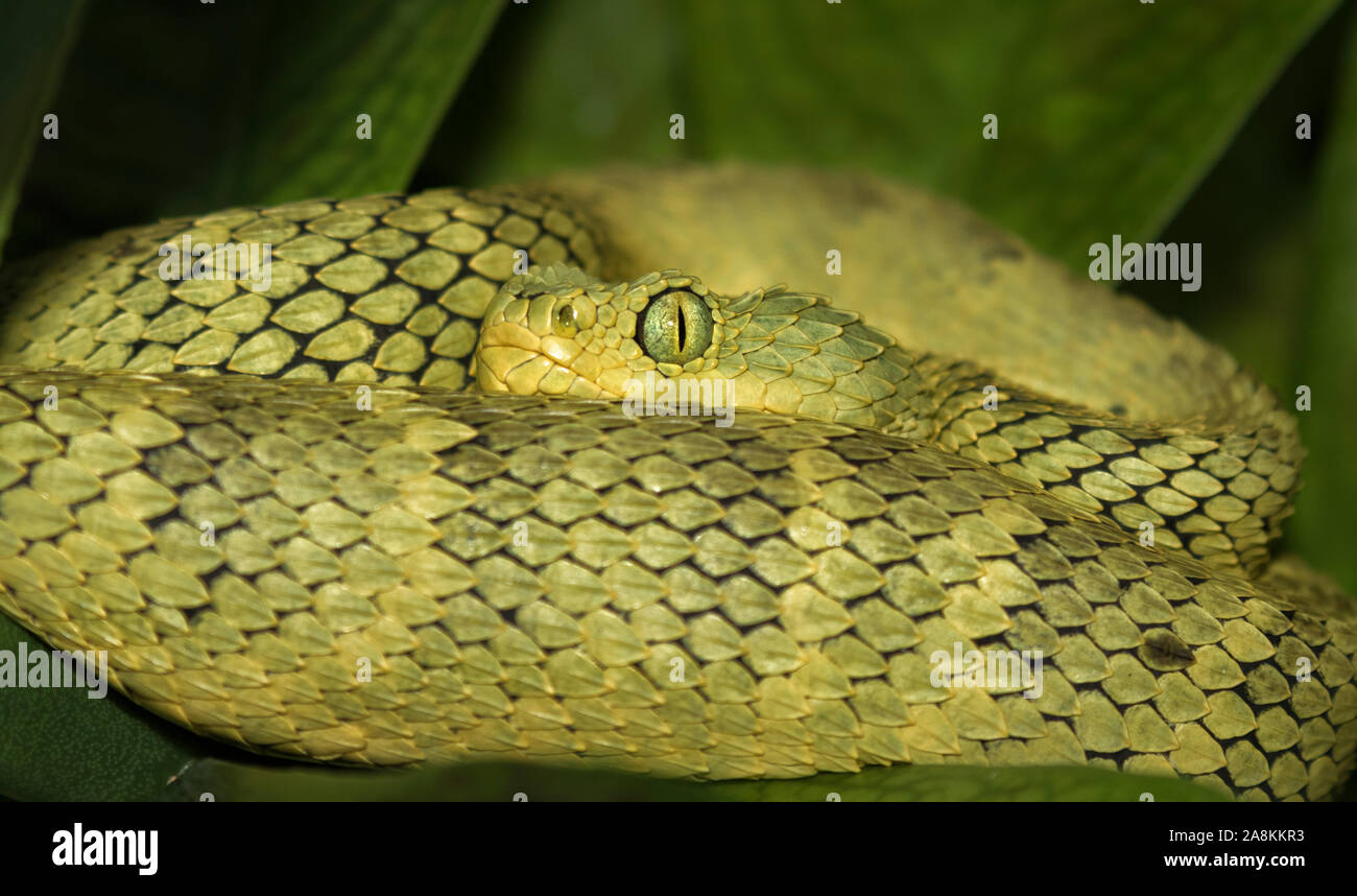 African green bush viper (Atheris squamigera)  hiding in the foliage Stock Photo