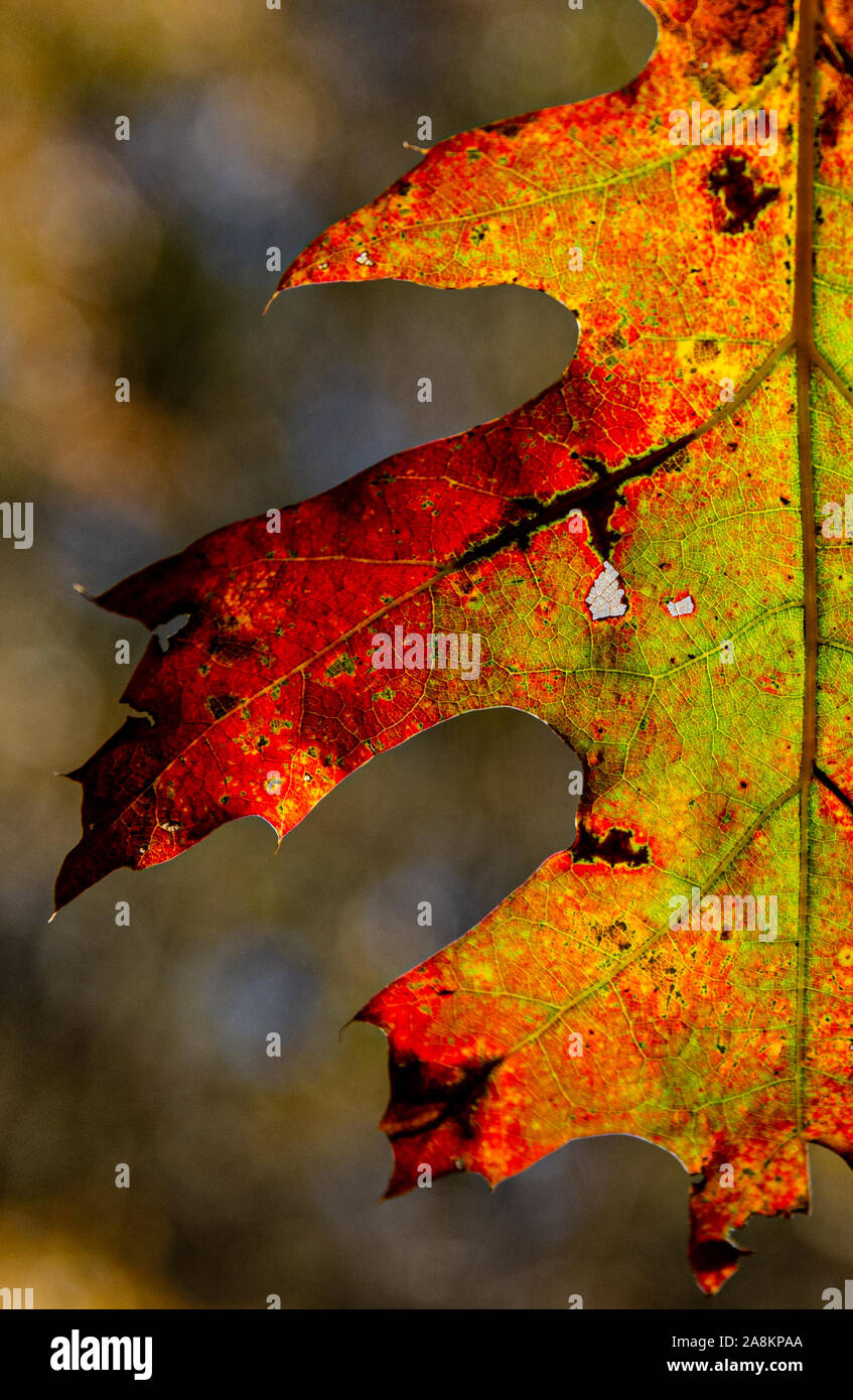 Backlit autumn tree hires stock photography and images Alamy