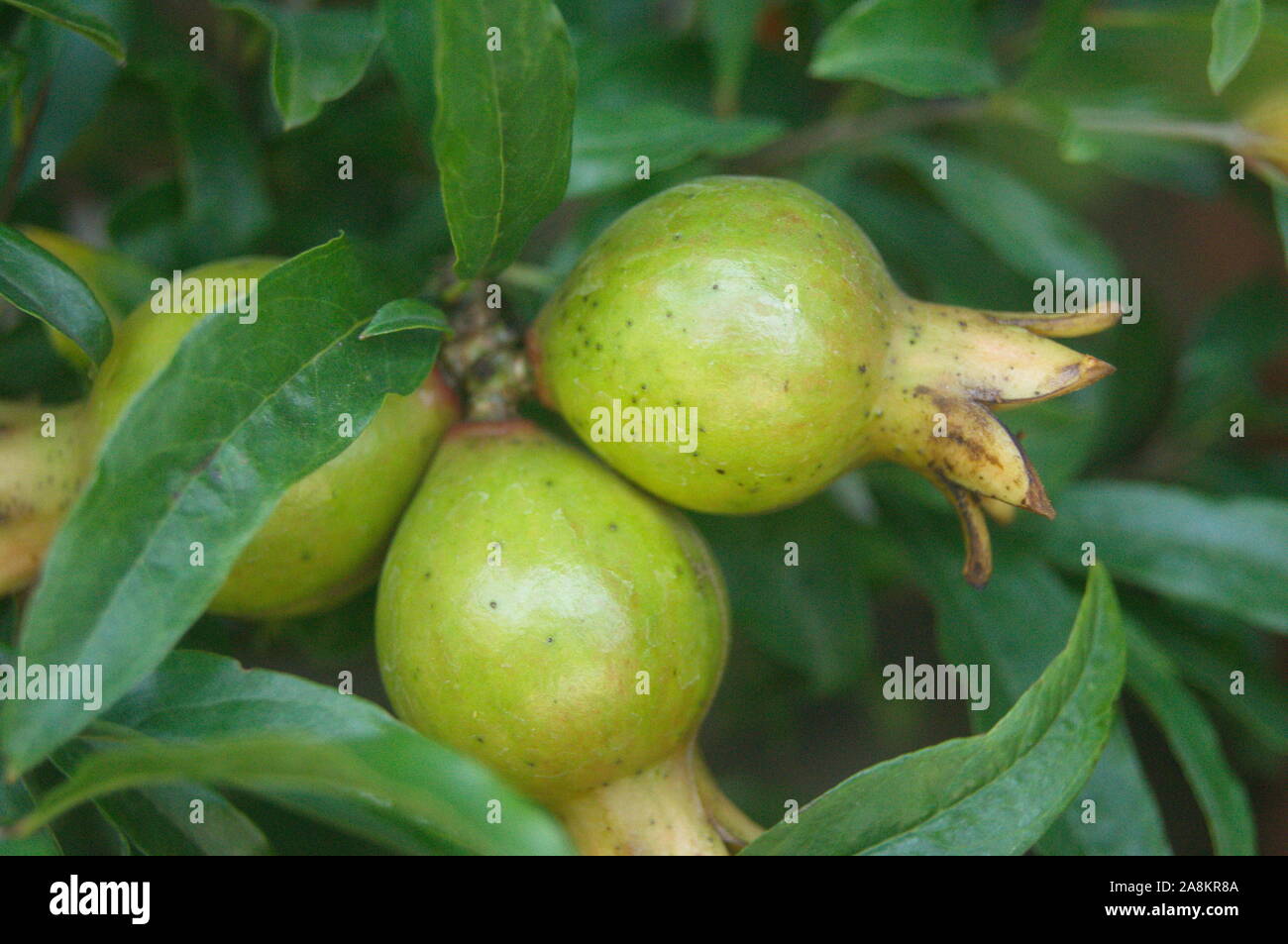 Oranges grow in the orchard and ripen Stock Photo Alamy