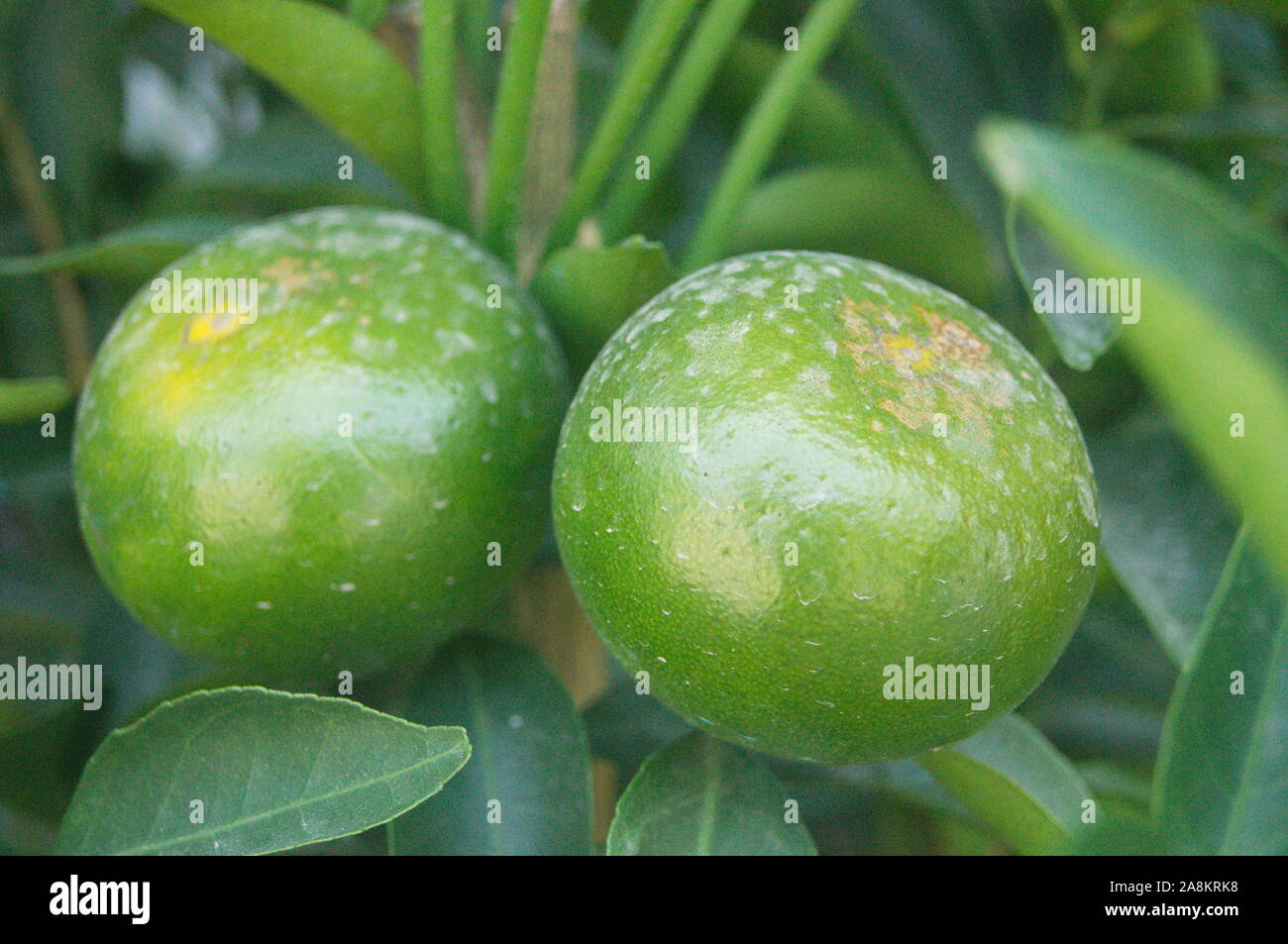 Oranges grow in the orchard and ripen Stock Photo Alamy