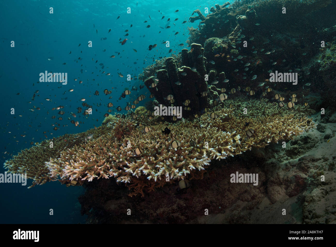Table coral. Amazing underwater world of Maratua Island in East Kalimantan, the Sulwaesi Sea. Stock Photo