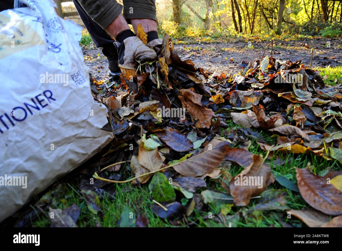 A man gathering leaves in the autumn sun and putting them in a bag to make leaf mould for gardening Stock Photo