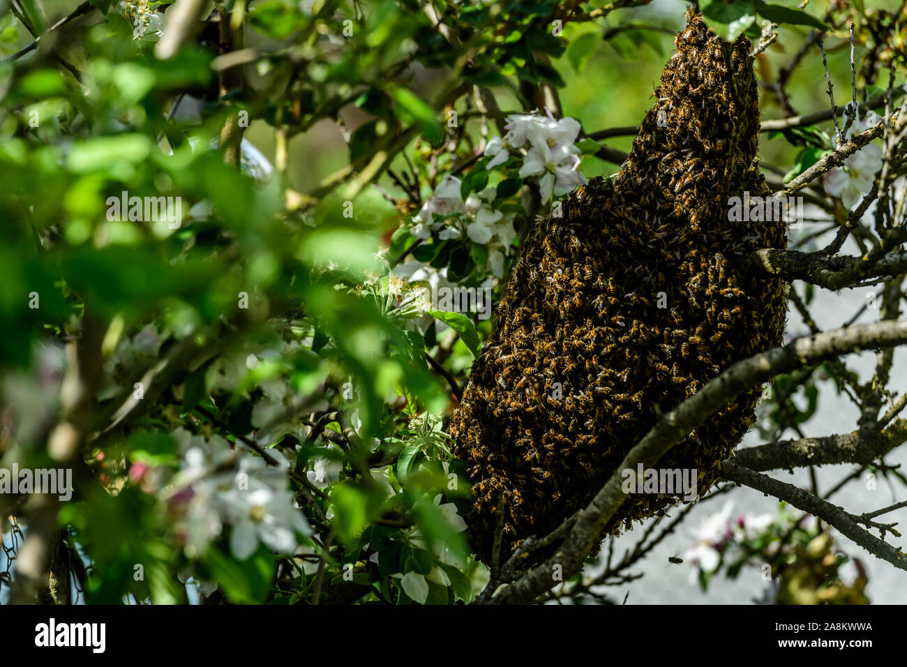 Swarm of bees hanging from peach tree branch on a warm Spring morrning Stock Photo